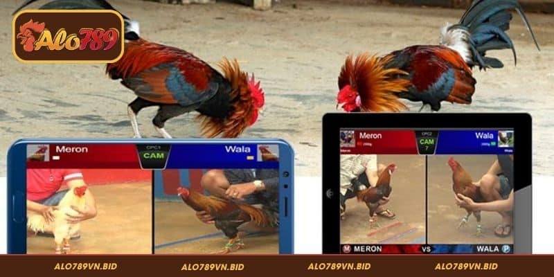 Lý do stream 4K đá gà ALO789 được ưa chuộng