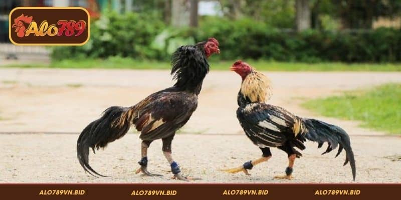 Tránh rủi ro của thành viên cá cược đá gà trước
